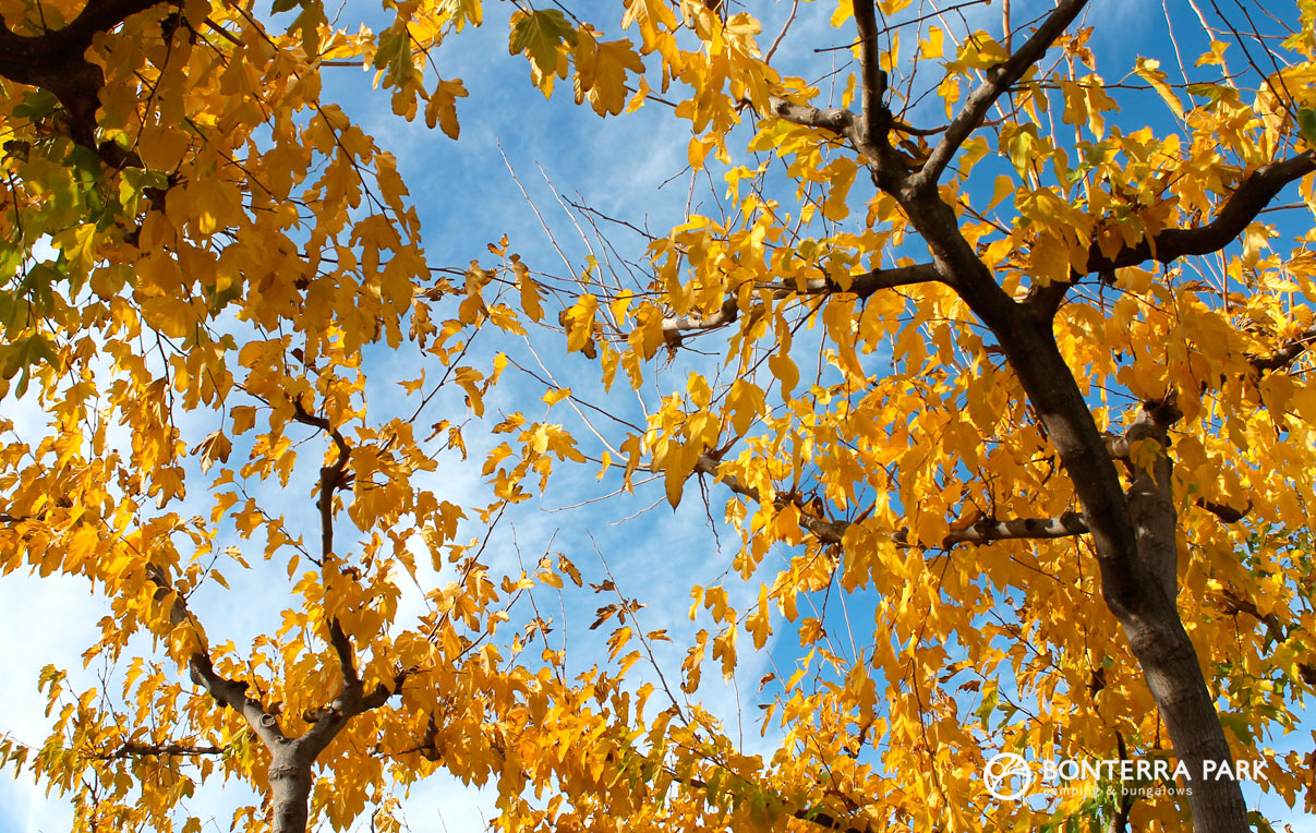 Hojas amarillas en otoño en Benicàssim